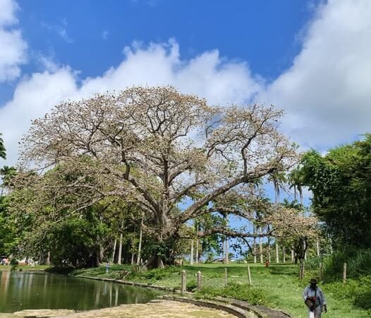 Barbados fun things to do